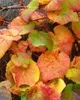 Vitis vinifera coignetiae, Zierwein, 60–100 cm Produktbild-Vorschau 5