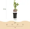Cœur Exotique Piante rampicanti - Passiflora Passiflora Anteprima dell’immagine prodotto 4