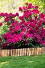 Woodygift Holz Palisade Rasenkante Beeteinfassung 20x200 cm Produktbild-Vorschau 6
