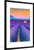 MuchoWow® Gerahmtes Poster Lavendel - Lila - Blumen 60x90 Produktbild-Vorschau 1