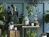 A collection of various houseplants displayed on shelves and wooden stands against a teal wall. Produktbild-Vorschau