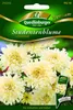 Studentenblumen, Schneeball Produktbild-Vorschau 1