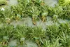 SAFLAX Garden in the bag - BIO - Wilder Ruccola - Produktbild-Vorschau 4