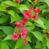 Liebliche Weigelie Bristol Ruby 2L Produktbild-Vorschau 7