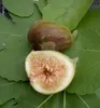 Feigenbaum ´MADELEINE DES DEUX SAISONS®´ 20-30 cm, Cont. 2 Produktbild-Vorschau 4