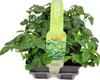 Tlustonitník klasnatý, pachysandra klasnatá FloraSelf Náhled obrázku produktu 4