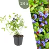 Plants by Frank | 24 Bleiwurz Pflanzen | Ceratostigma Produktbild-Vorschau 1