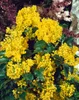 Mahonia aquifolium, Gewöhnliche Mahonie, immergrün, 30–40 Produktbild-Vorschau 11