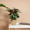 Bloomique - Calathea Compactstar - Plante d'intérieur - Voir les images du produit 2