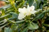 Rhododendron yakushimanum 'Flava', gelb, 40–50 cm Produktbild-Vorschau 11