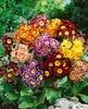 Gartenaurikel, im Topf - Primula x pubescens Produktbild-Vorschau 1