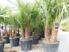 Trachycarpus Fortunei Gruppe mehrstämmig Palme, winterhart Produktbild-Vorschau 10