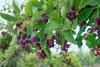 A close-up view of a branch with ripe purple berries and green leaves. Produktbild-Vorschau