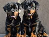 CALVENDO Puzzle Majestätische Rottweiler - Voller Kraft und Produktbild-Vorschau 3