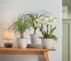 Dehner Elefantenfuß, Beaucarnea recurvata, einstämmig, ca. Produktbild-Vorschau 6