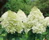 A close-up shot of several white hydrangea flowers with green foliage in the background. Produktbild-Vorschau