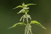 SAFLAX -- Žihľava - Urtica dioica - 2000 Semená Náhľad obrázku produktu 5
