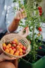 Gusta Garden Tom Tomato, Topfpflanzer, Freistehend, Produktbild-Vorschau 14