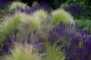 Stauden Gänge 3 x Salvia sylvestris 'Mainacht' im 1 Liter Produktbild-Vorschau 5