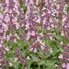 Green boutiQ - Stauden - Nepeta sib. Wild Orchid - Produktbild-Vorschau 5