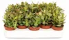 Crassula Minor, 8-13 cm - Succulenten - Echeveria - Productafbeelding-voorbeeld 2