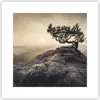 Poster - Poster ohne Rahmen - Alt Kiefer Berge - 30x30 cm - Produktbild-Vorschau 1