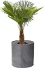 A potted palm tree in a gray fabric planter. Produktbild-Vorschau
