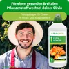 Purgrün Clivia-Dünger 1 Liter, Produktbild-Vorschau 2