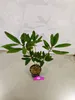 Rhododendron ponticum "Roseum" Fiori rosa - Altezza 60 cm - Anteprima dell’immagine prodotto 3