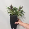 Motýlí keř Butterfly Candy ® Little Purple PBR 2L Náhled obrázku produktu 2