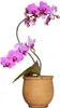 A potted orchid plant with pink and purple flowers. Náhled obrázku produktu