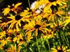 Stauden Gänge 10 x Rudbeckia fulgida 'Goldsturm' - Produktbild-Vorschau 7