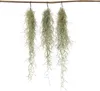 Spanisches Moos - 3 Stk - Tillandsia usneoides - Höhe Produktbild-Vorschau 7