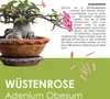 GROW2GO Kakteen Starter Kit Anzuchtset - Pflanzset aus Produktbild-Vorschau 3