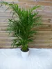 [Palmenlager] Goldfruchtpalme 120 cm - Dypsis lutescens - Produktbild-Vorschau 1