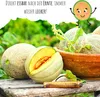 Zuckermelone Samen (Cucurbita melo) - Exotische Melonen Produktbild-Vorschau 3
