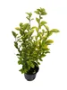 20x Ligustrum ovalifolium Aureum - Goldliguster Produktbild-Vorschau 1