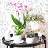 Orchidée Phalaenopsis « Mineral Rotterdam » rose, Ø 9 cm, Voir les images du produit 4