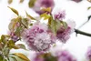 Prunus serrulata 'Kanzan', Japanische Blütenkirsche, rosa, Produktbild-Vorschau 9