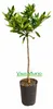Planta de mandarina Satsuma Miyagawa Vista previa de la imagen del producto 1