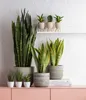 Dehner Bogenhanf Laurentii, Sansevieria trifasciata, Produktbild-Vorschau 5