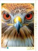 CALVENDO Puzzle Baumfalke | 1000 Teile Lege-Größe 64x48cm Produktbild-Vorschau 1