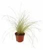 Carex brunnea 'Jenneke', circa 25 cm – Segale giapponese – Anteprima dell’immagine prodotto 4