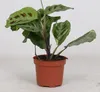 Maranta Leuconeura 'variegata ' env. 30 cm Arrow root - Voir les images du produit 1
