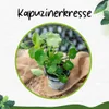 Enseleits Kapuzinerkresse,Tropaeolum majus,frische Kresse Produktbild-Vorschau 3