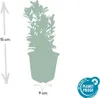 Japonské vreteno Euonymus japonicus 'Green Spire' - 60 Náhľad obrázku produktu 4