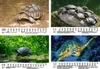 Schildkrötenzauber DIN A5 Kalender für 2026 Schildkröten - Produktbild-Vorschau 4
