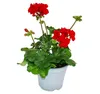 Geranien stehend - Pelargonium zonale - 12cm Topf - Set mit Produktbild-Vorschau 2