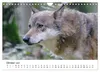 Unsere Wölfe - Ein Wildtier kehrt zurück (Wandkalender 2027 Produktbild-Vorschau 12