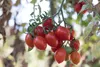 SAFLAX - BIO - Rajčatová - Romská - Solanum lycopersicum - Náhled obrázku produktu 7